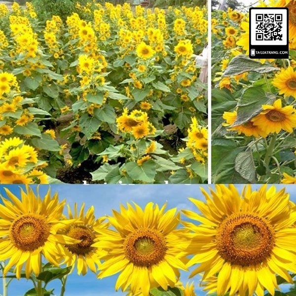 Hạt giống hướng dương tháp siêu bông