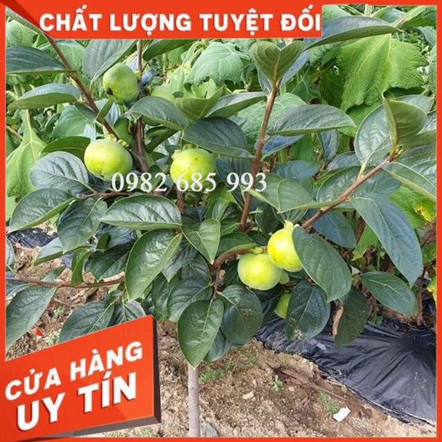 Cây Hồng Giòn - Hồng Nhật