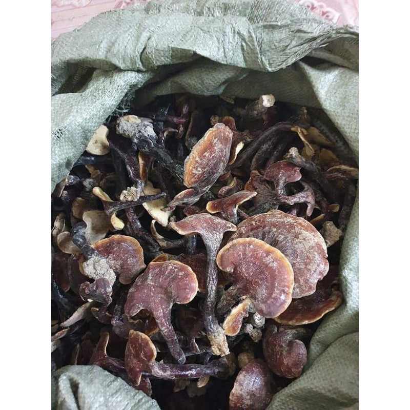 NẤM LIM XANH TÂY BẮC 100G phòng ung thư, tiêu u