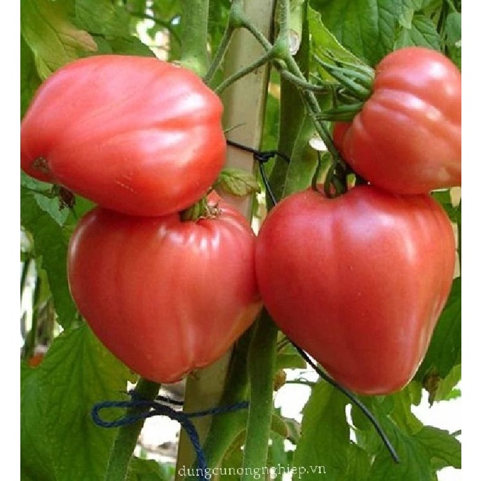 ( HOT ) Hạt giống cà chua trái tim đỏ gói 30 hạt