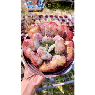 sen đá thịt bò