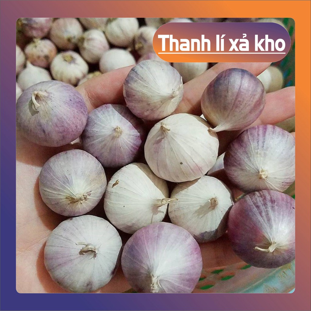 {Hn} Tỏi cô đơn Phan Rang làm tỏi đen
