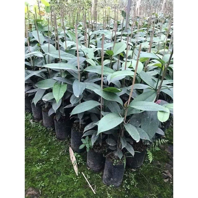 Cây giống măng cụt