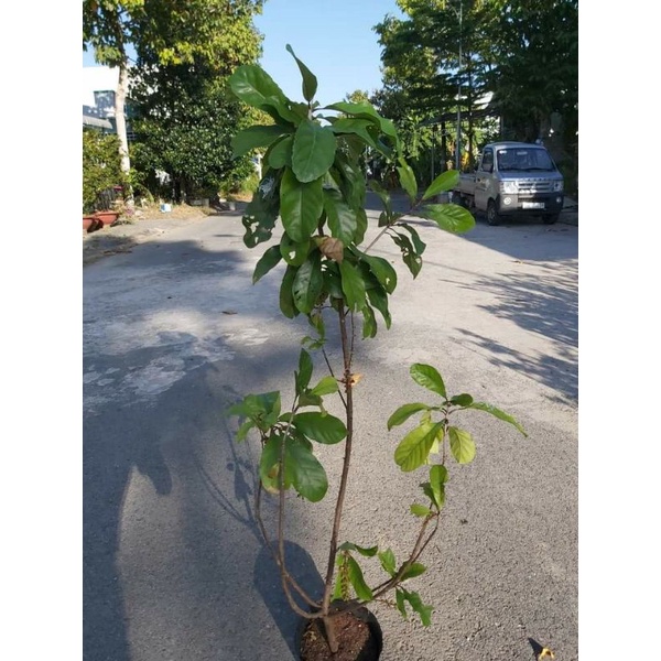 Cây Lộc vừng... siêu hoa