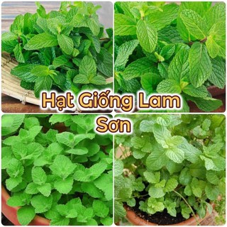 HẠT GIỐNG RAU BẠC HÀ ( HÚNG LỦI ) - Loại Rau Thơm, Đa Công Dụng.