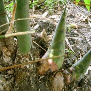 CÂY GIỐNG MĂNG BÁT ĐỘ CHO NĂNG SUẤT CAO(tặng kèm túi phân bón)