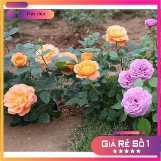 Hạt giống hoa hồng thơm mini - 20 hạt LUCKY.VN