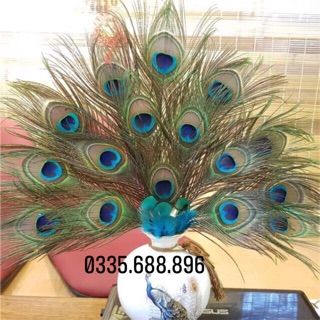 Combo 60 lông công tự nhiên 45-50cm