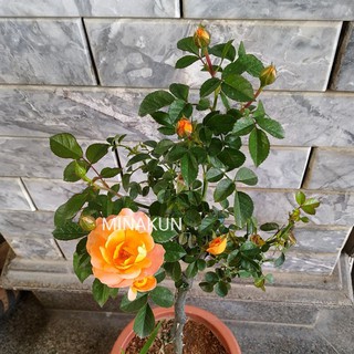 Tree Tezza thân gỗ cam MinaKun