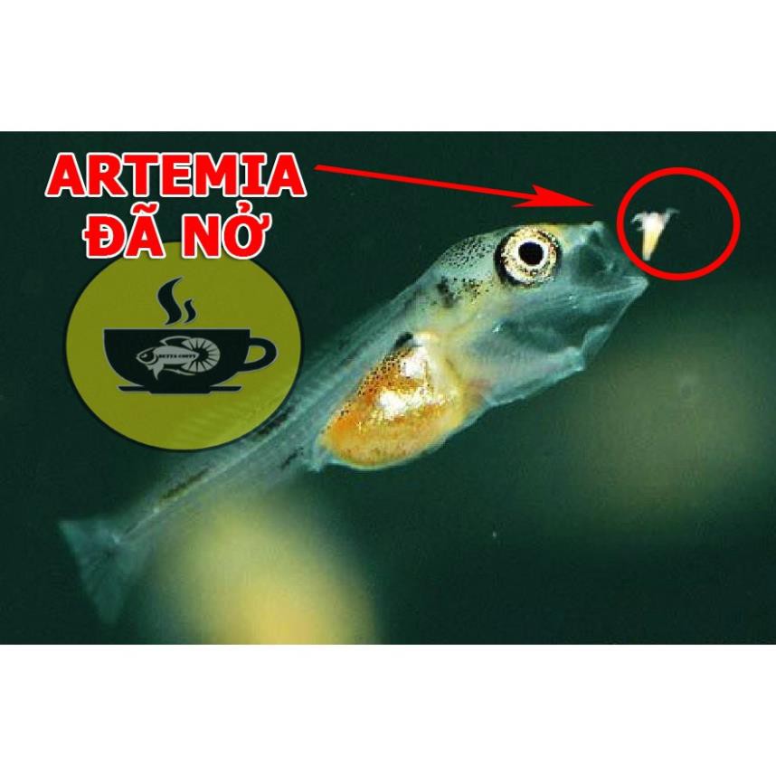 Artemia Mỹ loại 1 - Hủ nhỏ - Thức ăn cá mới đẻ