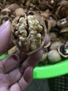 Quả óc chó