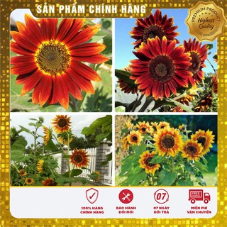 COMBO 5 gói hạt giống hoa hướng dương nhiều màu TẶNG 1 phân bón