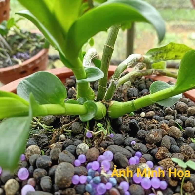 Phân NPK 20-20-15+TE+BO Chuyên Hoa Cây Cảnh