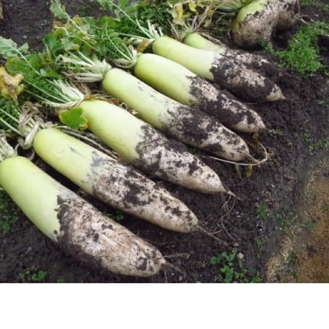 100 hạt giống củ cải Hàn Quốc Jumgsu F1