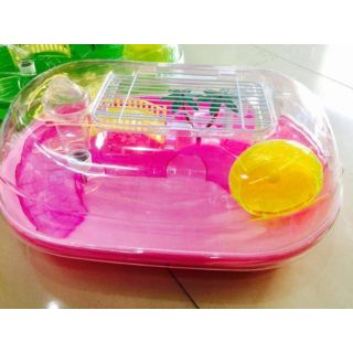 Lồng hamster biển Hawaii tươi mát