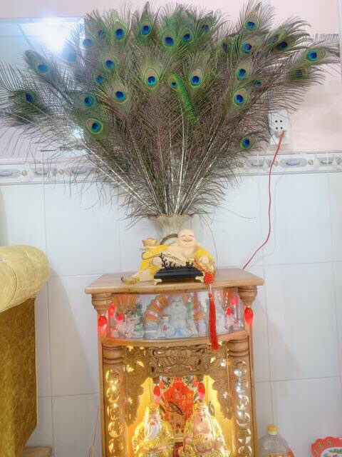 Lông công 45-50cm LOẠI 1 mắt 4-6cm | BigBuy360 - bigbuy360.vn