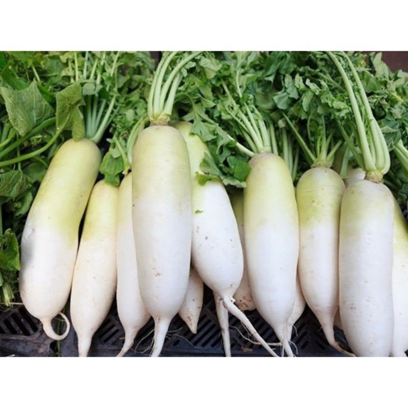 HẠT GIỐNG CỦ CẢI TRẮNG LÁ NGẮN (15g)