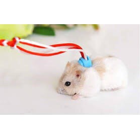 DÂY DẮT HAMSTER