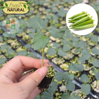 Hạt giống đậu bắp xanh