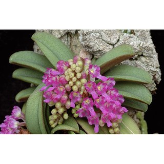 Lan trứng bướm quý hiếm