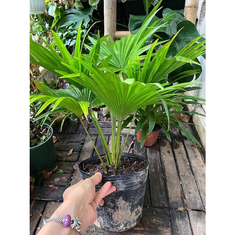 Cây Livistona chinensis Chinese Fan Palm (Cọ Quạt Mini) bầu nhựa đen