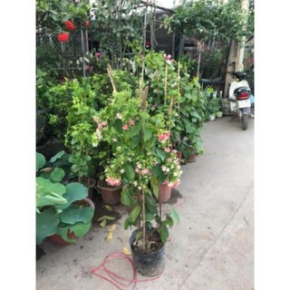 Cây hoa sử quân tử cao 70-1m trồng ban công leo giàn trang trí