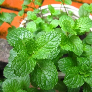 Hạt Giống Húng Bạc Hà ( HÚng Lủi )