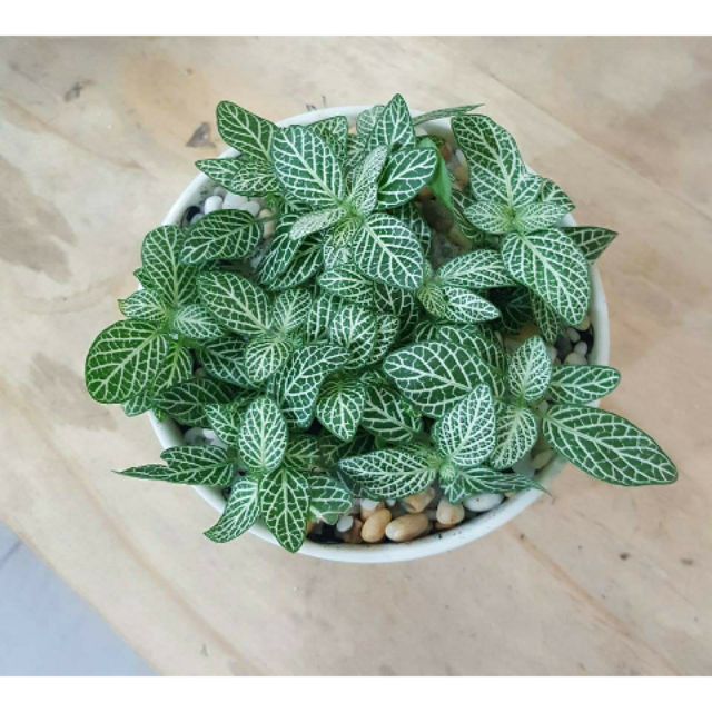 Cây để bàn_ Cẩm Nhung  ( Fittonia)_ Cẩm Nhung xanh