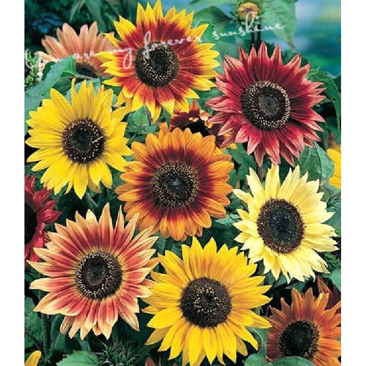 Hạt giống hoa hướng dương mix màu 30 hạt/gói