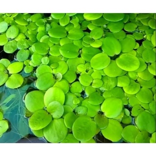 Bèo nhật thủy sinh 10cây