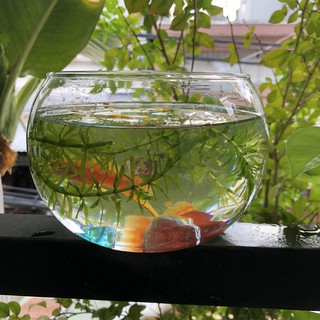 Mẫu Thố T01 Chậu, Chân Ly, Bình, Hồ Bễ, Ống,Thố ,Bèo Thủy Tinh Trồng Cây Thủy Sinh và Nuôi Cá