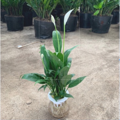 Lan ý thuỷ sinh cao 30cm, thích hợp trang trí nội thất, để bàn giúp thanh lọc không khí và hấp thụ khí độc