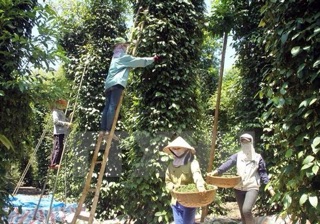 100gram hạt tiêu loại 1 nhà trồng