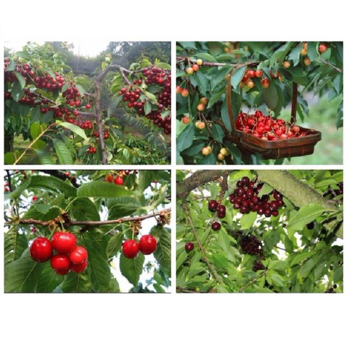 Hạt giống quả cherry - Anh đào gói 10 hạt xuất xứ Mỹ