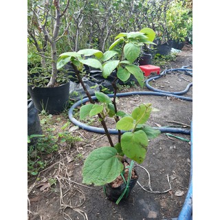 Bán cây kiwi