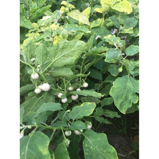 Gói 0.5gr Hạt giống cà pháo trắng cao sản