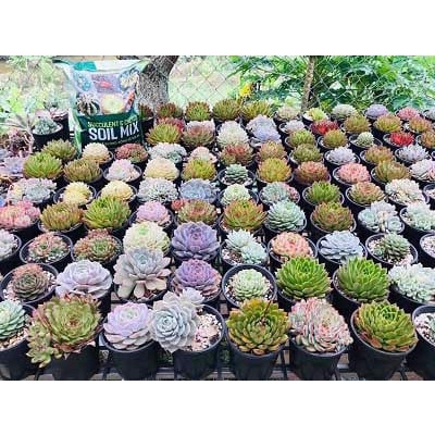 Giá Thể Trồng Sen Đá Soil Mix BA.