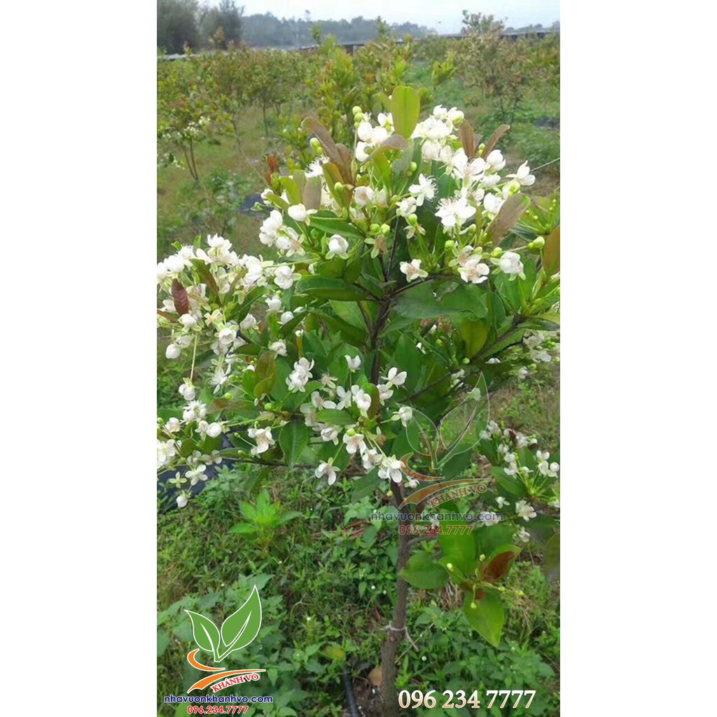 cherry brazil (cây ra trái 1 mùa)