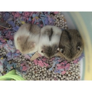 nhà ngủ hamster