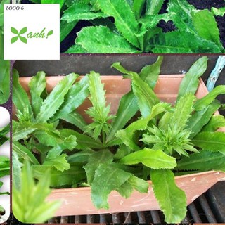 HẠT GIỐNG RAU MÙI ( NGÒ GAI) CAO SẢN SINH TRƯỞNG NHANH KHỎE