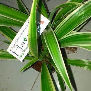 Lan mẫu tử - Lan phát tài