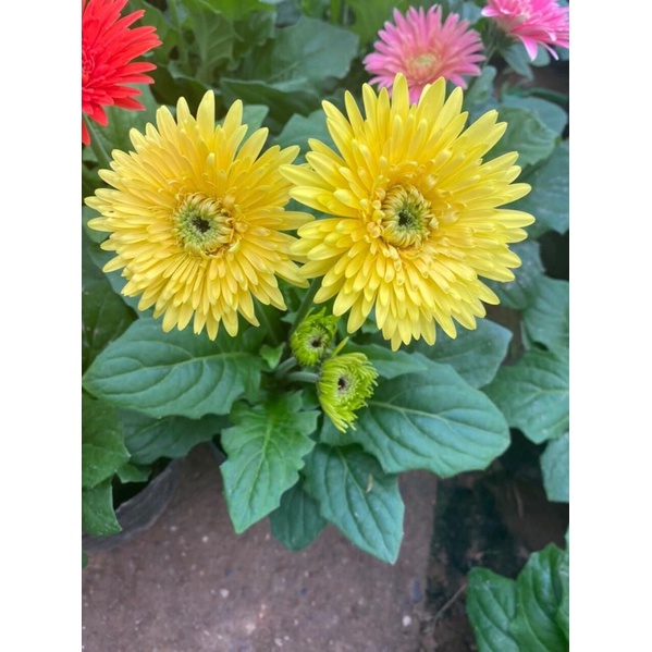 10 Bầu Hoa đồng tiền lùn sai nụ hoa 🌼🌼🌼