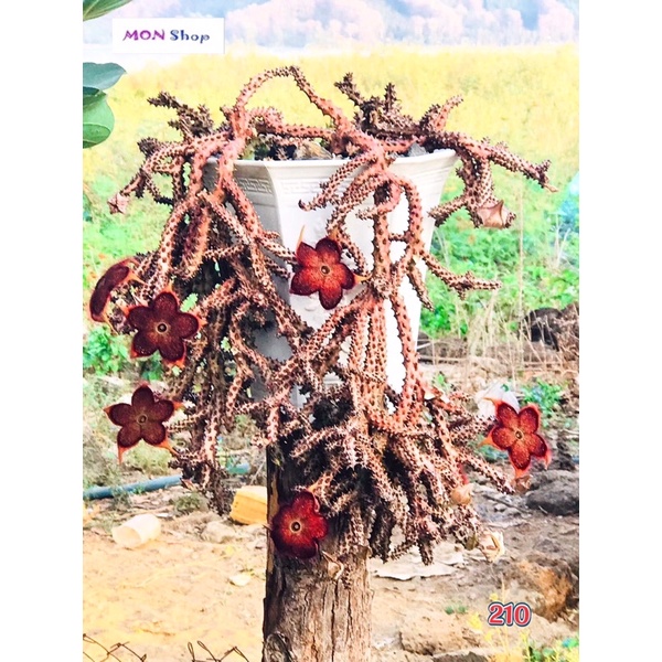 Xương rồng sao biển hoa lớn màu đỏ đậm