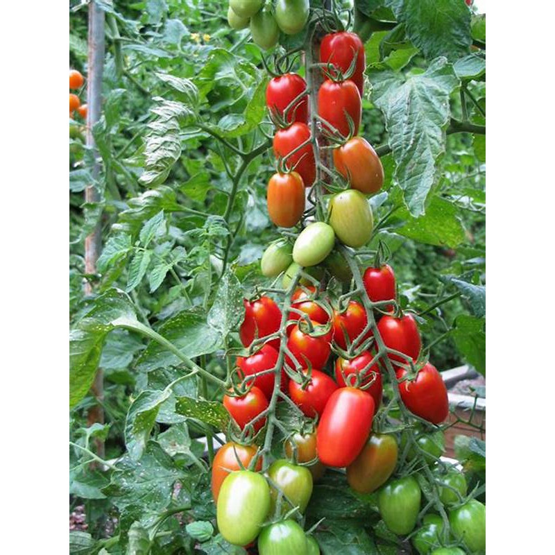 Hạt giống cà chua chuỗi ngọc