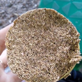 Tăm xỉa răng bó