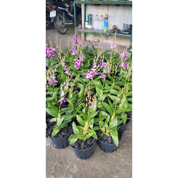 HOA LAN NẮNG NHẬT