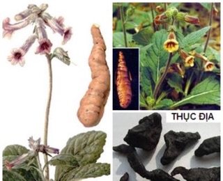 Thục địa loại ngon 500g