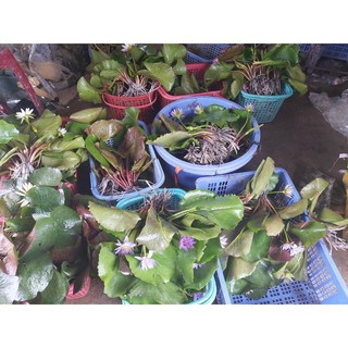 (SIÊU NỤ) 4 cây hoa súng  nụ đẹp