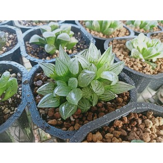 Sen đá haworthia mutant 10-12 cm
