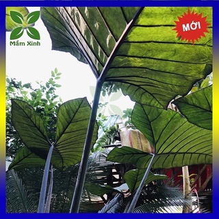Môn tím trồng cảnh, sân vườn khuôn viên